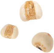 成分