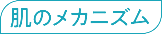 肌のメカニズム
