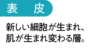 表皮