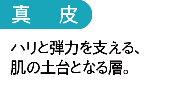 真皮